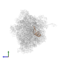 Small ribosomal subunit protein uS2 in PDB entry 6bz7, assembly 1, side view.
