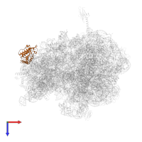 Small ribosomal subunit protein uS2 in PDB entry 6bz7, assembly 1, top view.
