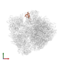 Large ribosomal subunit protein uL5 in PDB entry 6bz7, assembly 1, front view.