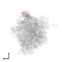 Large ribosomal subunit protein uL5 in PDB entry 6bz7, assembly 1, side view.