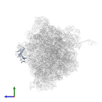 Large ribosomal subunit protein uL6 in PDB entry 6bz7, assembly 1, side view.