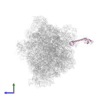 Large ribosomal subunit protein bL9 in PDB entry 6bz7, assembly 1, side view.