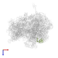 Large ribosomal subunit protein uL13 in PDB entry 6bz7, assembly 1, top view.