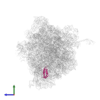 Large ribosomal subunit protein bL17 in PDB entry 6bz7, assembly 1, side view.