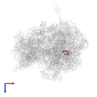 Large ribosomal subunit protein bL17 in PDB entry 6bz7, assembly 1, top view.