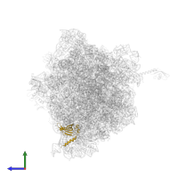 Large ribosomal subunit protein bL19 in PDB entry 6bz7, assembly 1, side view.