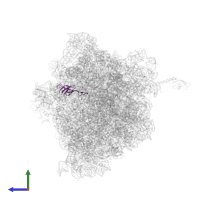 Large ribosomal subunit protein bL21 in PDB entry 6bz7, assembly 1, side view.