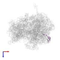 Large ribosomal subunit protein bL21 in PDB entry 6bz7, assembly 1, top view.