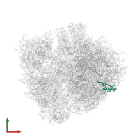 Large ribosomal subunit protein uL22 in PDB entry 6bz7, assembly 1, front view.