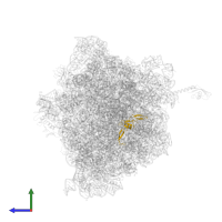 Large ribosomal subunit protein uL24 in PDB entry 6bz7, assembly 1, side view.