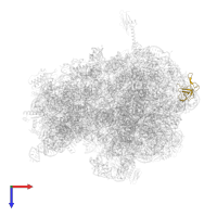Large ribosomal subunit protein uL24 in PDB entry 6bz7, assembly 1, top view.