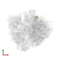 Large ribosomal subunit protein bL27 in PDB entry 6bz7, assembly 1, front view.