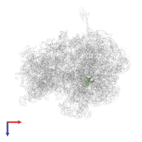 Large ribosomal subunit protein bL27 in PDB entry 6bz7, assembly 1, top view.