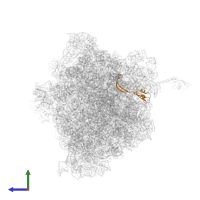 Large ribosomal subunit protein bL28 in PDB entry 6bz7, assembly 1, side view.