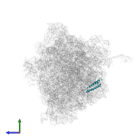 Large ribosomal subunit protein uL29 in PDB entry 6bz7, assembly 1, side view.