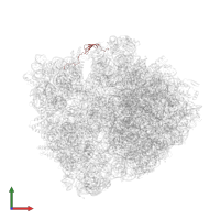 Large ribosomal subunit protein bL31 in PDB entry 6bz7, assembly 1, front view.