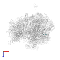 Large ribosomal subunit protein bL32 in PDB entry 6bz7, assembly 1, top view.