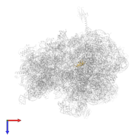 Large ribosomal subunit protein bL33 in PDB entry 6bz7, assembly 1, top view.