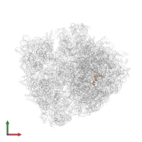 Large ribosomal subunit protein bL34 in PDB entry 6bz7, assembly 1, front view.