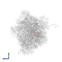 Large ribosomal subunit protein bL34 in PDB entry 6bz7, assembly 1, side view.