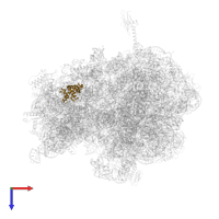 Small ribosomal subunit protein uS7 in PDB entry 6bz7, assembly 1, top view.