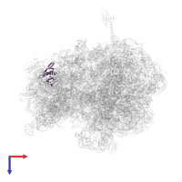 Small ribosomal subunit protein uS8 in PDB entry 6bz7, assembly 1, top view.