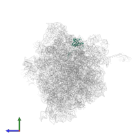 Small ribosomal subunit protein uS9 in PDB entry 6bz7, assembly 1, side view.