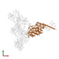 Unconventional myosin-Ib in PDB entry 6c1d, assembly 1, front view.