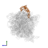 5S ribosomal RNA in PDB entry 6c4i, assembly 1, side view.