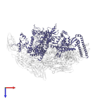 DNA-directed RNA polymerase subunit beta' in PDB entry 6ccv, assembly 1, top view.