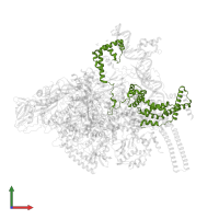 RNA polymerase sigma factor SigA in PDB entry 6ccv, assembly 1, front view.