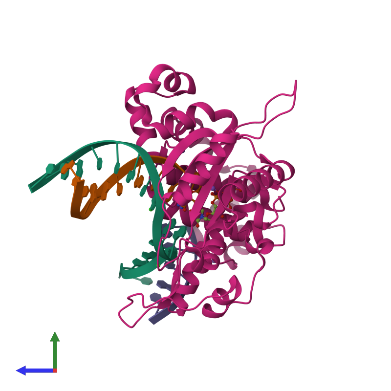 <div class='caption-body'><ul class ='image_legend_ul'> Tetrameric assembly 1 of PDB entry 6cti coloured by chemically distinct molecules and viewed from the side. This assembly contains:<li class ='image_legend_li'>One copy of DNA (5'-D(*CP*CP*GP*AP*CP*AP*GP*CP*GP*CP*AP*TP*CP*AP*GP*C)-3')</li><li class ='image_legend_li'>One copy of DNA (5'-D(*GP*CP*TP*GP*AP*TP*GP*CP*GP*(DOC))-3')</li><li class ='image_legend_li'>One copy of DNA (5'-D(P*GP*TP*CP*GP*G)-3')</li><li class ='image_legend_li'>One copy of DNA polymerase beta</li><li class ='image_legend_li'>3 copies of SODIUM ION</li><li class ='image_legend_li'>One copy of MAGNESIUM ION</li><li class ='image_legend_li'>2 copies of CHLORIDE ION</li><li class ='image_legend_li'>One copy of 5'-O-[(R)-{[(R)-[dichloro(phosphono)methyl](hydroxy)phosphoryl]oxy}(hydroxy)phosphoryl]thymidine</li></ul></div>