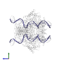 Forward strand RSS substrate DNA in PDB entry 6dbu, assembly 1, side view.