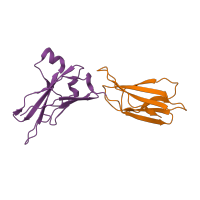 The deposited structure of PDB entry 6df3 contains 2 copies of CATH domain 2.60.40.10 (Immunoglobulin-like) in Interleukin-20 receptor subunit beta. Showing 2 copies in chain C [auth H].
