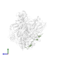 DNA-directed RNA polymerase II subunit GRINL1A in PDB entry 6drd, assembly 1, side view.