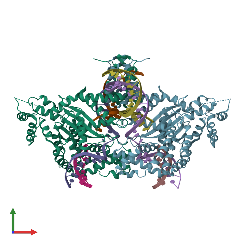 <div class='caption-body'><ul class ='image_legend_ul'>The deposited structure of PDB entry 6dwz coloured by chain and viewed from the front. The entry contains: <li class ='image_legend_li'>2 copies of Hermes transposase</li> <li class ='image_legend_li'>2 copies of DNA (5'-D(*GP*AP*GP*AP*AP*CP*AP*AP*CP*AP*AP*CP*AP*AP*G)-3')</li> <li class ='image_legend_li'>2 copies of DNA (26-MER)</li> <li class ='image_legend_li'>2 copies of DNA (5'-D(*GP*CP*GP*TP*GP*AP*C)-3')</li><li class ='image_legend_li'>[]</li></ul></li></ul></li></div>