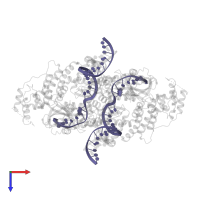 DNA (26-MER) in PDB entry 6dwz, assembly 1, top view.