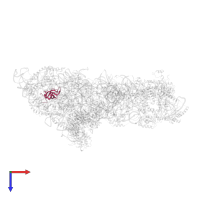 Large ribosomal subunit protein eL33A in PDB entry 6em3, assembly 1, top view.