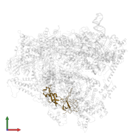 DNA-directed RNA polymerase III subunit RPC8 in PDB entry 6f40, assembly 1, front view.