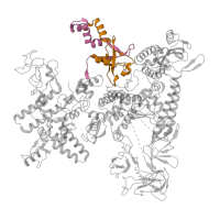 The deposited structure of PDB entry 6flp contains 2 copies of Pfam domain PF00623 (RNA polymerase Rpb1, domain 2) in DNA-directed RNA polymerase subunit beta'. Showing 2 copies in chain D.