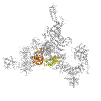 The deposited structure of PDB entry 6foo contains 8 copies of Pfam domain PF01365 (RIH domain) in Ryanodine receptor 1. Showing 2 copies in chain A.