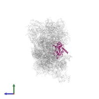 Small ribosomal subunit protein eS4, X isoform in PDB entry 6g18, assembly 1, side view.
