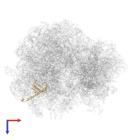 Large ribosomal subunit protein uL13A in PDB entry 6gq1, assembly 1, top view.