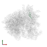 Small ribosomal subunit protein uS17A in PDB entry 6gq1, assembly 1, front view.