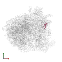 Small ribosomal subunit protein uS4A in PDB entry 6gqb, assembly 1, front view.