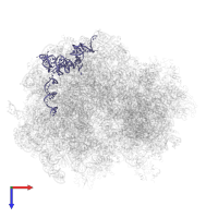 5.8S ribosomal RNA in PDB entry 6gqv, assembly 1, top view.