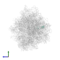 Small ribosomal subunit protein eS27A in PDB entry 6gqv, assembly 1, side view.