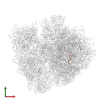 Large ribosomal subunit protein bL34 in PDB entry 6gsj, assembly 1, front view.