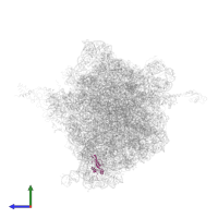 Small ribosomal subunit protein bS16 in PDB entry 6gsl, assembly 1, side view.