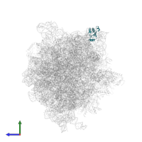 Large ribosomal subunit protein uL18 in PDB entry 6gwt, assembly 1, side view.